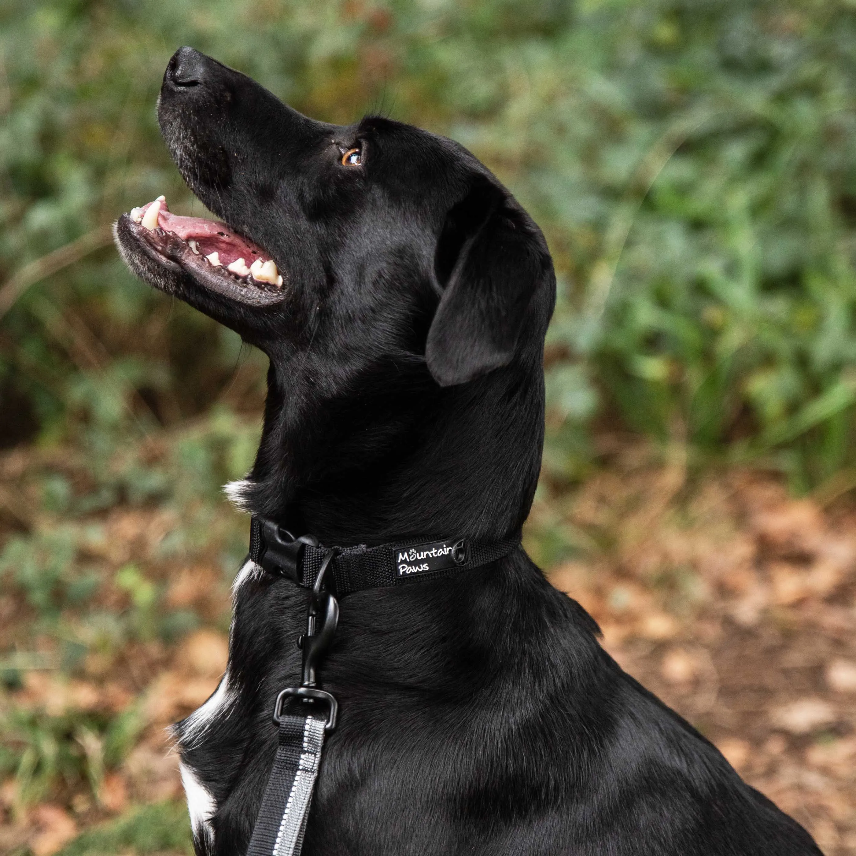 Extra Tough Dog Collar