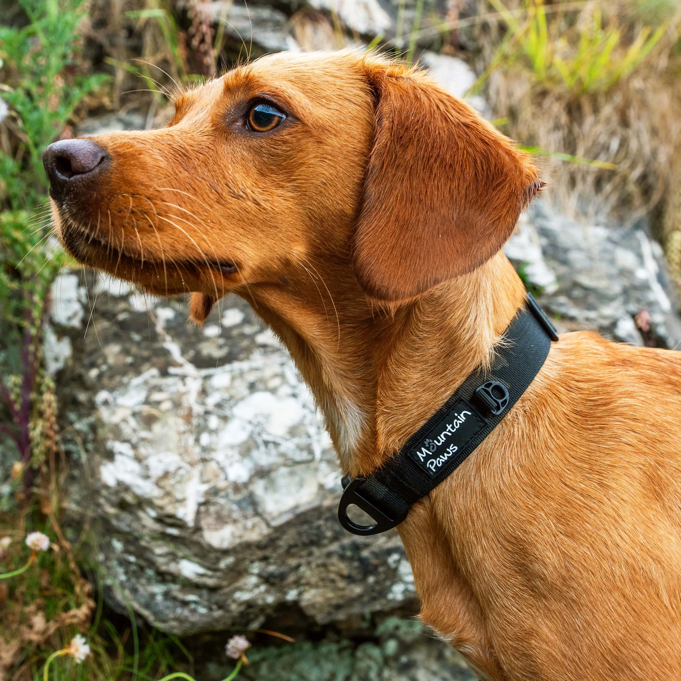 Extra Tough Dog Collar