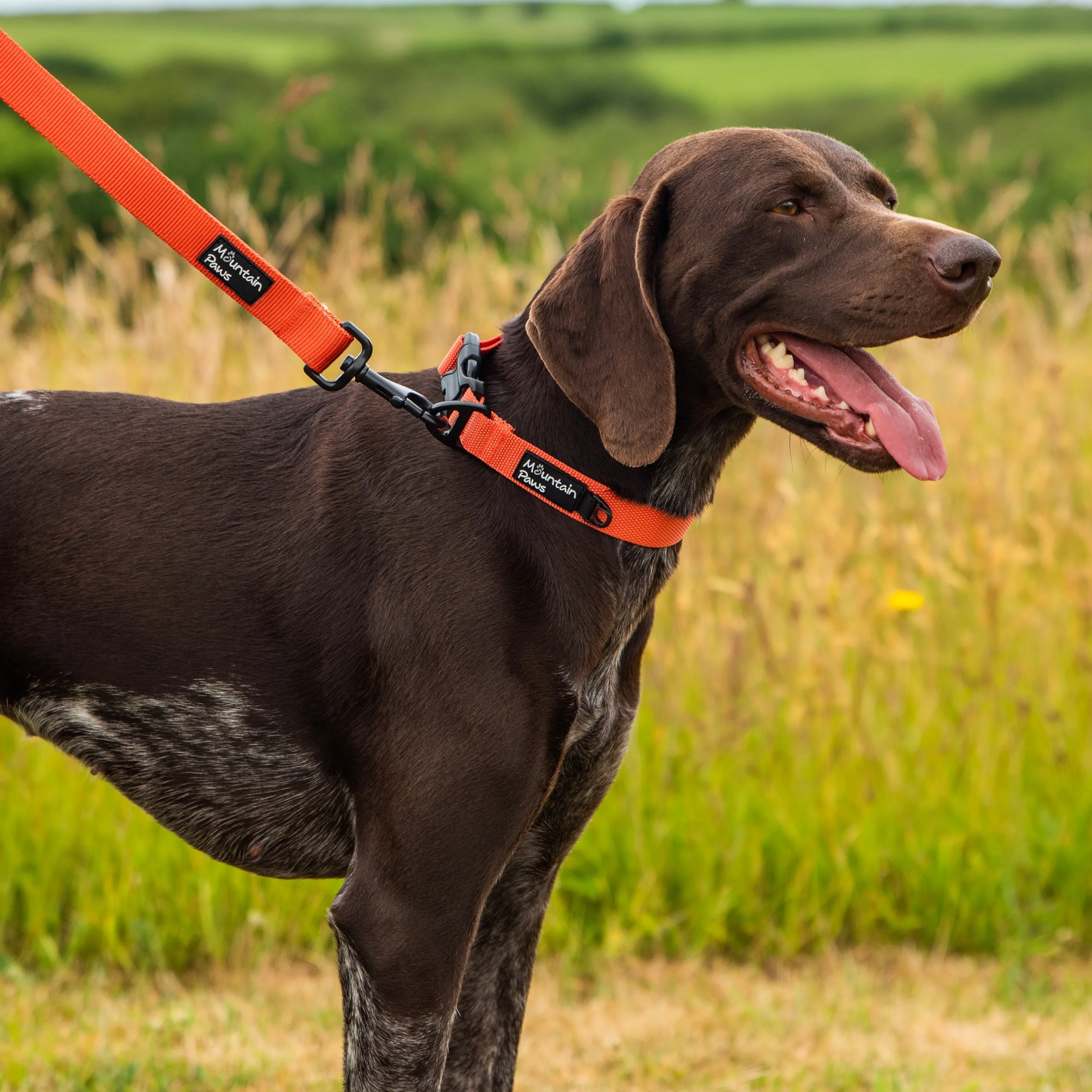 Extra Tough Dog Collar