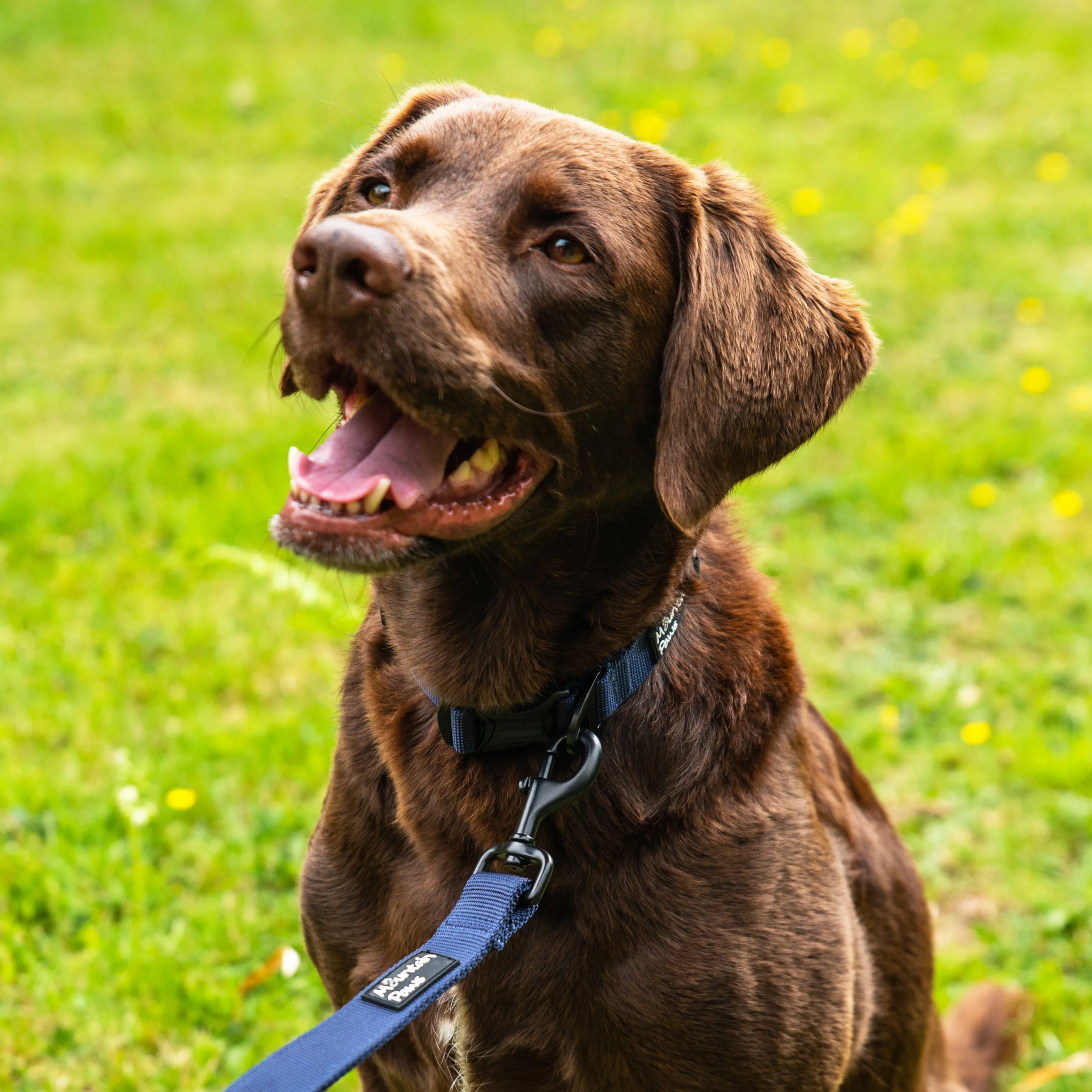 Extra Tough Dog Collar