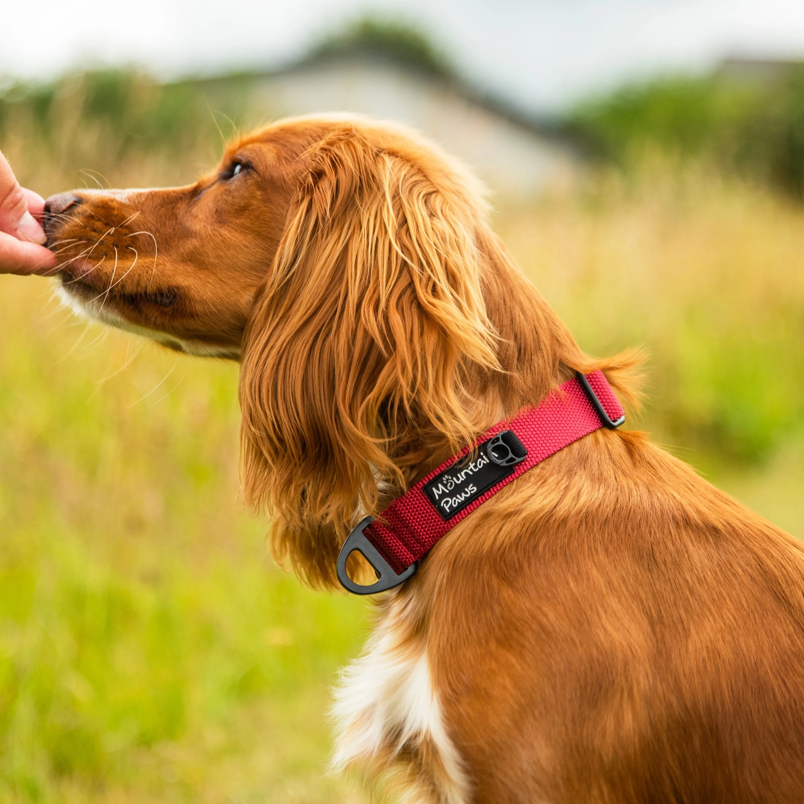 Extra Tough Dog Collar