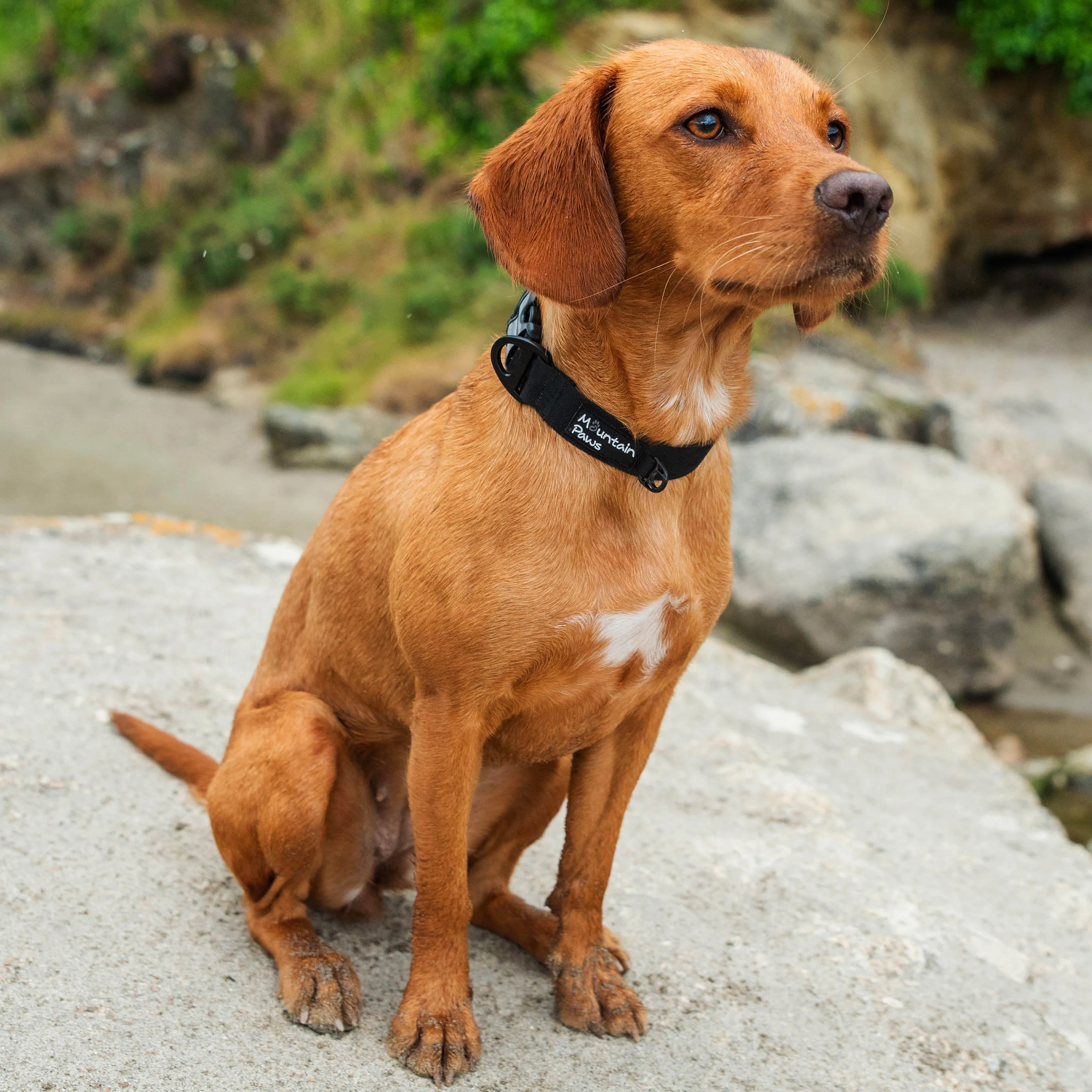 Extra Tough Dog Collar
