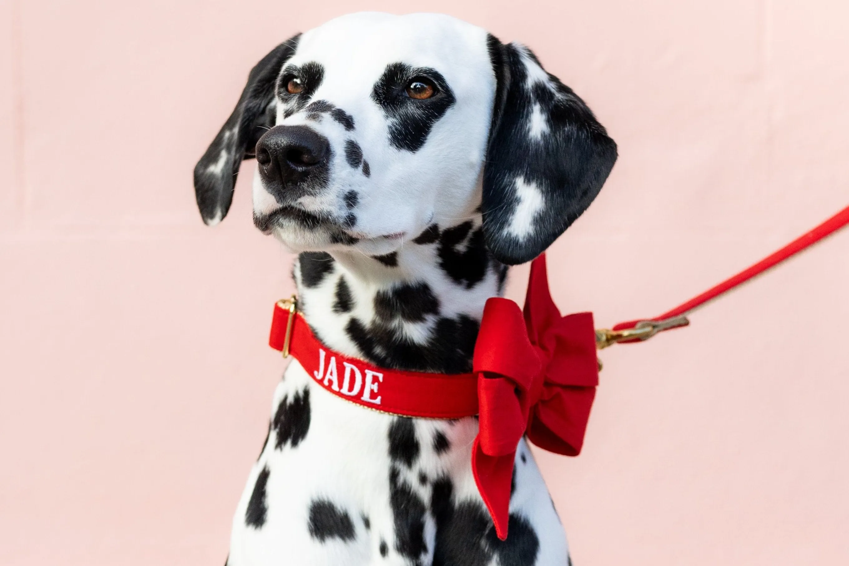 Scarlet Red Belle Bow Dog Collar